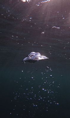 an animal swimming in the water with sunlight shining on it's back end and its head above the water surface