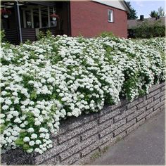 white flowers growing on the side of a brick wall next to a red building with windows