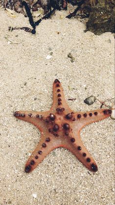 a brown starfish laying on top of a sandy beach