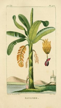 an illustration of a banana tree with fruit hanging from it's branches