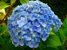 a blue flower with green leaves in the background