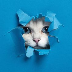 a white cat looking through a hole in blue paper with its head poking out and eyes wide open