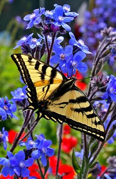 a yellow butterfly sitting on top of blue flowers