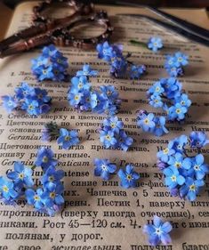 blue flowers are laying on top of an open book