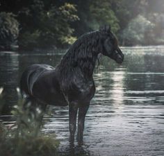 a black horse standing in the middle of a body of water