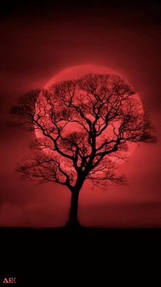 a lone tree stands in front of a red full moon with dark clouds and trees