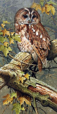 an owl sitting on top of a tree branch next to leaves and branches with water droplets