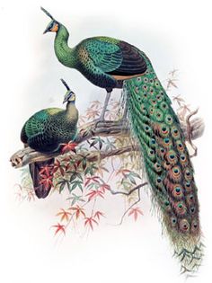 two peacocks sitting on top of a tree branch with their feathers spread out and one is standing next to the other