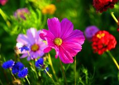 colorful flowers are growing in the green grass