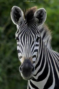 a close up of a zebra with trees in the background