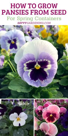 how to grow pansies from seed for spring containers