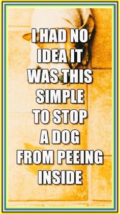 a dog sitting on top of a wooden floor next to a wall with the caption i had no idea it was this simple to stop a dog from peeing inside