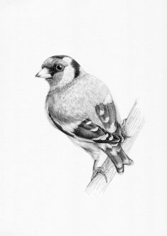 a pencil drawing of a bird on a branch