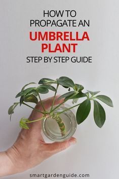 a hand holding a plant with the title how to propagate an umbrella plant step by step guide