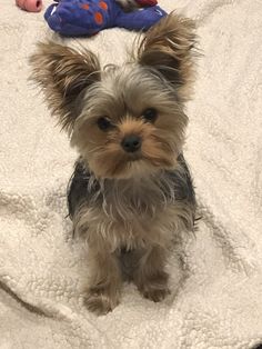 a small dog sitting on top of a blanket