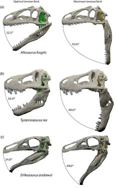 four different views of an animal's skull and jawbones, including the tyloptmus