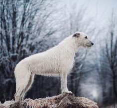 a large white dog standing on top of a pile of dirt in the snow next to trees