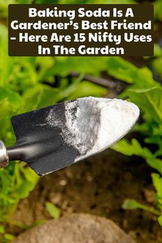 Unleash the power of baking soda in your garden! Discover 15 amazing hacks for pest control, fungus defense, and boosting plant health.  Natural solutions for a thriving garden await! Emergency Folder, Planting Hacks, Squash Bugs, Baking Soda Benefits, Daily Ideas, Garden Hacks, Baking Soda Uses, Thriving Garden, Veg Garden