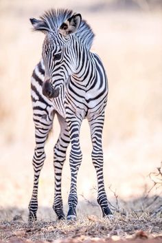 a zebra standing on top of a dry grass covered field and looking at the camera