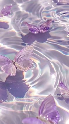 purple butterflies floating in water with ripples on the bottom and one flying above them