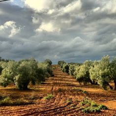 an empty dirt road surrounded by trees under a cloudy sky