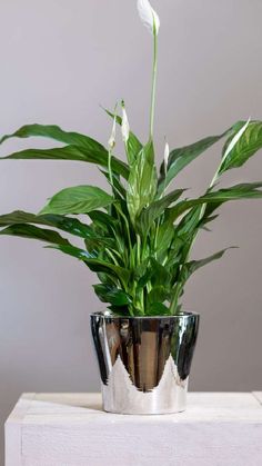 a potted plant sitting on top of a white table