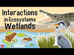 an alligator and a bird in the water with words that read interactions in systems wetlandss