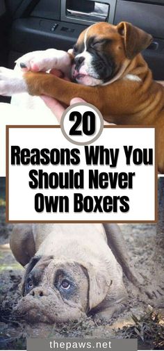 two dogs laying on the ground next to each other with text overlay that reads 20 reasons why you should never own boxers