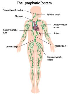 Assisted Stretching, Thoracic Duct, Lymph Vessels, Lymph Fluid, Lymph Massage, Lymph System, Bow Pose, Skin Brushing, Kinesiology Taping