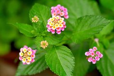 small pink and yellow flowers with green leaves