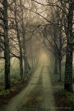 a dirt road surrounded by trees and fog