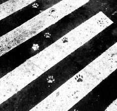 black and white photograph of an animal's footprints on the crosswalk in front of a zebra print