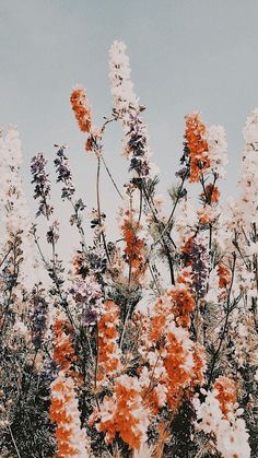 some very pretty flowers in the middle of a field with pink and purple writing on it