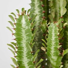 a close up of a plant with green leaves