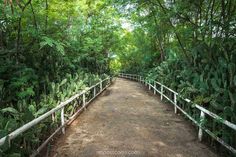 a wooden walkway surrounded by lush green trees