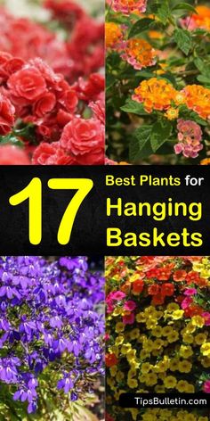 different types of flowers with the title 17 best plants for hanging baskets in front of them