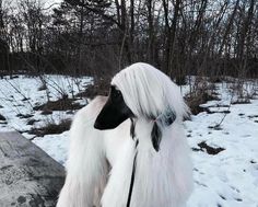 a white and black dog with long hair standing on snow covered ground next to trees