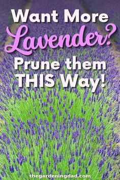 purple flowers with the words want more lavender? prune them this way