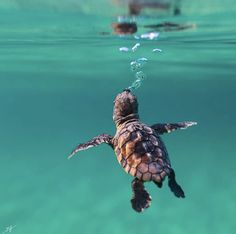 a baby turtle swimming in the ocean with its head above the water's surface