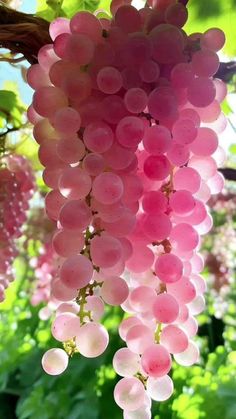 some pink grapes hanging from a tree in the sun with green leaves and flowers behind them