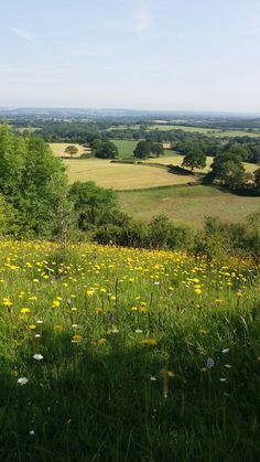 a field with yellow flowers and trees in the distance