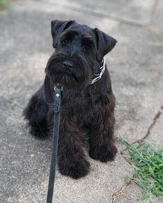 a small black dog sitting on top of a sidewalk