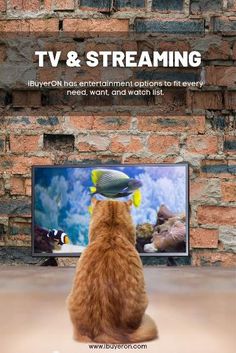 an orange cat watching tv with the caption tv and streaming