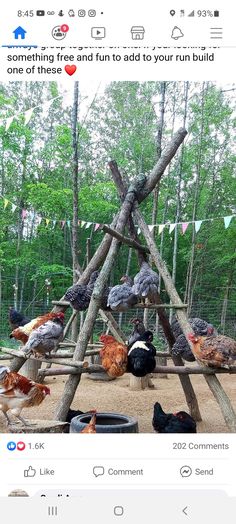 a bunch of chickens are standing around in the dirt and some trees with flags on them