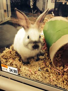 a white rabbit sitting next to a roll of toilet paper on top of wood shavings