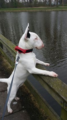 a white and black dog standing on top of a wooden fence next to a body of water