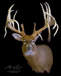 a deer with antlers on it's head is looking at the camera while standing in front of a black background