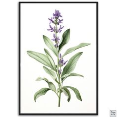 Sage Serenity - Papanee Sage Illustration, Monochrome Posters, Sage Plant, Living Room Poster, Abstract Art Poster, Pop Art Posters, Canvas Making, Botanical Collection, Botanical Poster