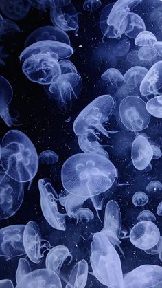 many jellyfish are swimming in the water