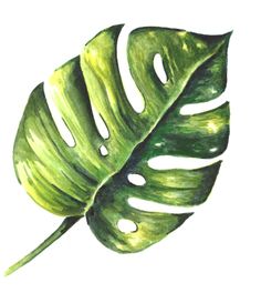 a drawing of a green leaf on a white background